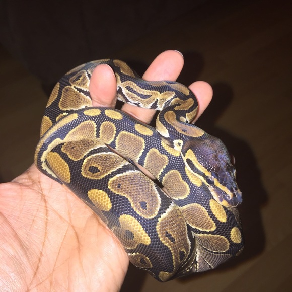 Meet your Posher, Natoya - Picture 1 of 1