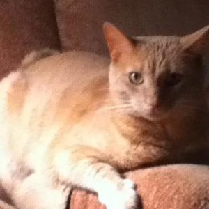 Meet your Posher, Denise