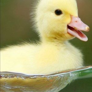 Meet your Posher, Missy