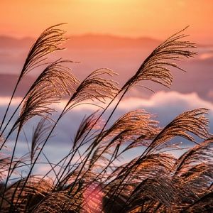 Meet your Posher, Danaka