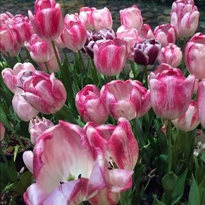 Meet your Posher, Amparo