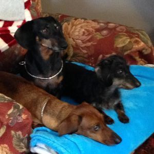 Meet your Posher, Kim