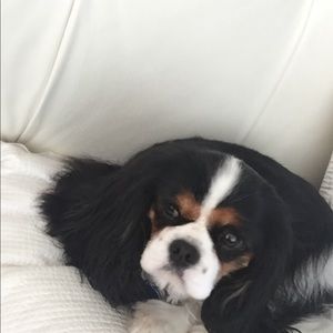 Meet your Posher, Tamara