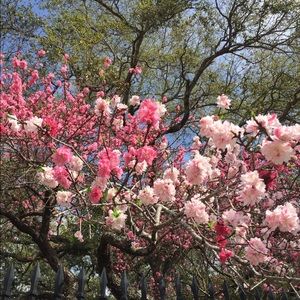 Reformation dress for KPETTI