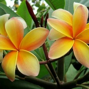 Meet your Posher, Charla