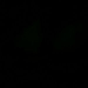 Meet your Posher, Lacey