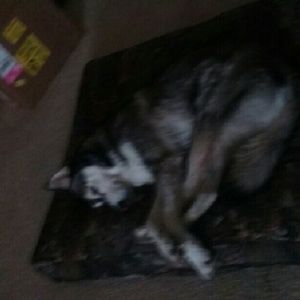 Meet your Posher, Dora