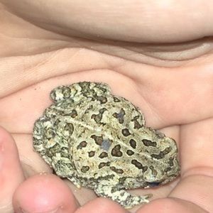 Meet your Posher, Rayn