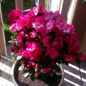 Meet your Posher, Latasha