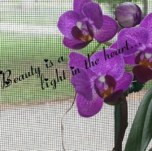 Beauty is a light in the heart....