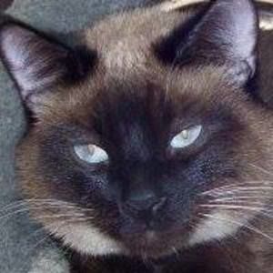 Meet your Posher, Shari