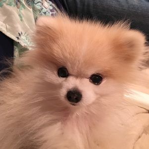 Meet your Posher, Steven