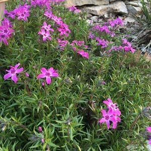 Meet your Posher, Leslie