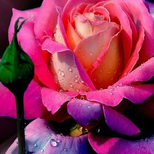 Meet your Posher, Veronica