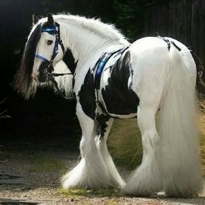 Meet your Posher, Brandi