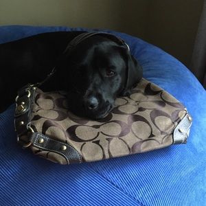 Coach bag DOG DOES NOT COME WITH 😜