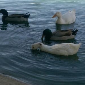 Meet your Posher, Erika