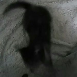 Meet your Posher, Sophie