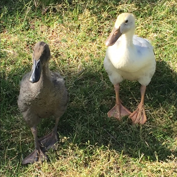 Meet your Posher, Andrea