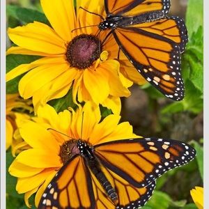 Meet your Posher, Michele