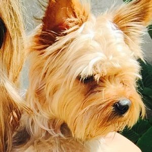 Meet your Posher, Susan