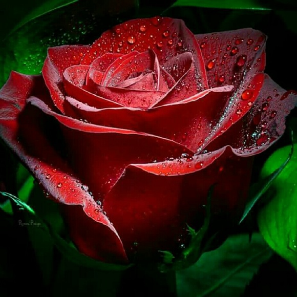 Meet your Posher, Cindy - Picture 1 of 1