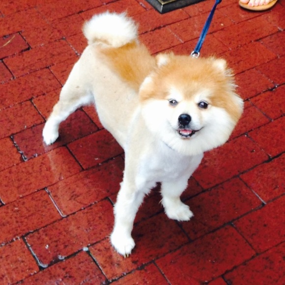 Meet your Posher, Susan - Picture 1 of 1