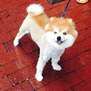 Meet your Posher, Susan