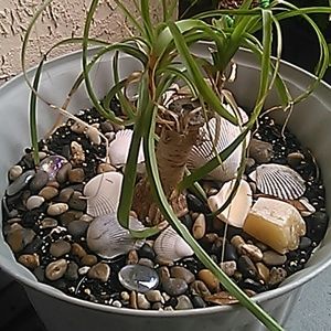 Meet your Posher, Sue