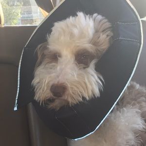 Meet your Posher, Cassidy