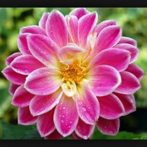 Meet your Posher, Berta