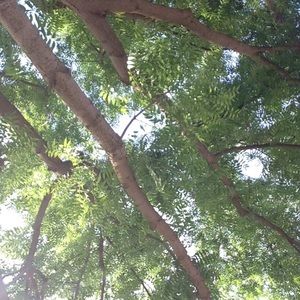 Meet your Posher, Priscilla