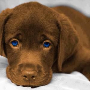 Meet your Posher, Silva