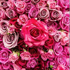 Meet your Posher, Shannon