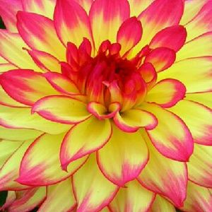 Meet your Posher, Aida