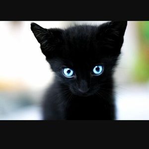 Meet your Posher, Faith