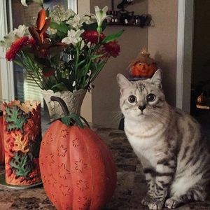 Meet your Posher, Annette