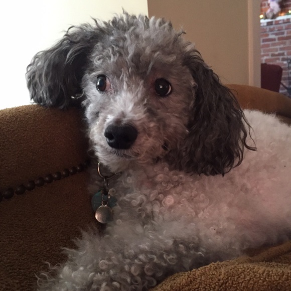 Meet your Posher, Maddie