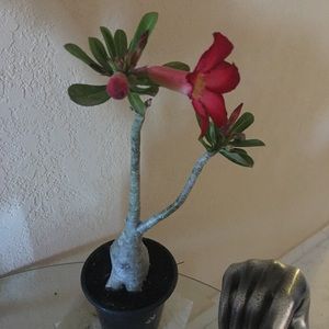 Meet your Posher, Dunia