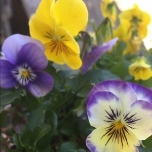 Meet your Posher, Annalisa