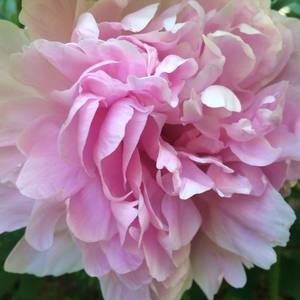 Meet your Posher, Kirsten