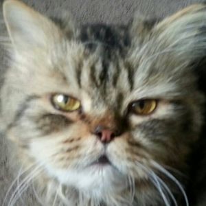 Meet your Posher, Everett