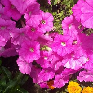 Meet your Posher, Alba