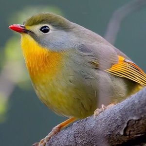 Meet your Posher, Ali