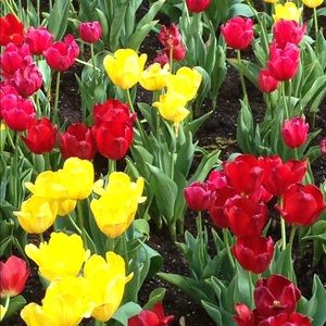 Meet your Posher, Dana