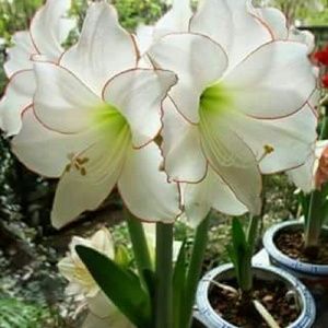 Meet your Posher, Cynthia