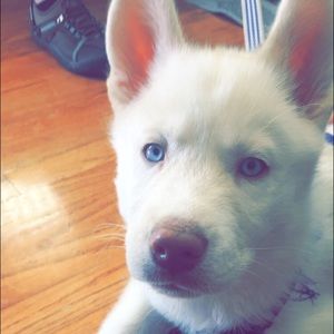 Meet your Posher, Sonia