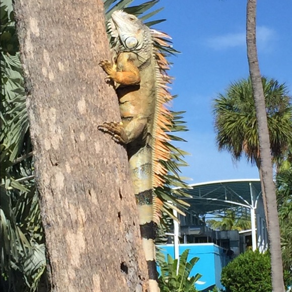 Meet your Posh Ambassador, Tonya - Picture 2 of 16