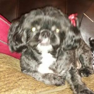 Meet your Posher, Dina