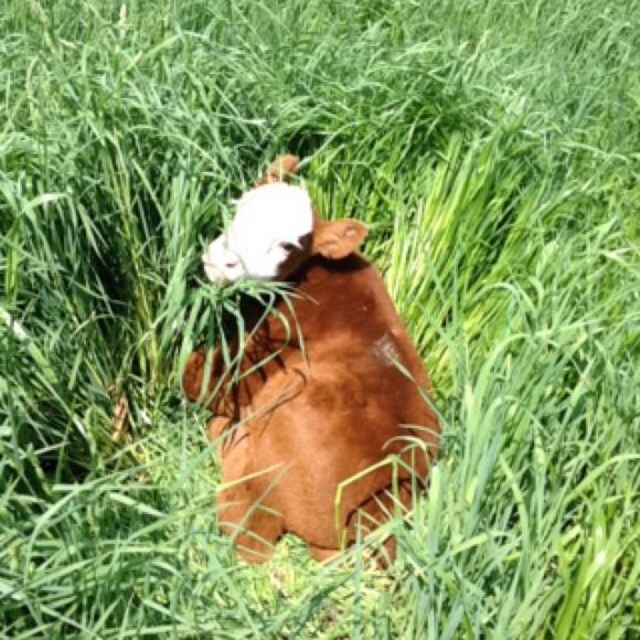 Meet your Posher, Heather